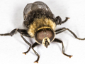 Merodon equestris